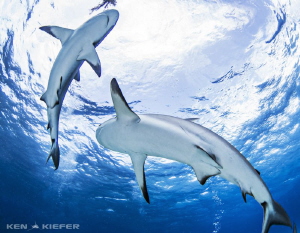 YinYang
Swirling Reefies overhead by Ken Kiefer 